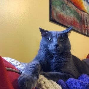 Pet Friendly, Smoke Free Closet